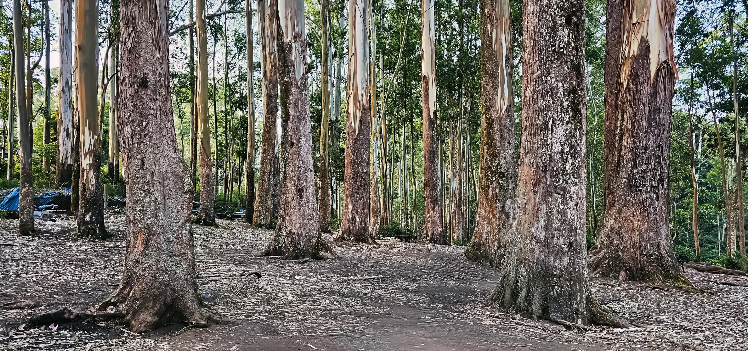 Missing the Wood for the Trees